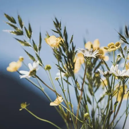 Alpenrose Appartement *